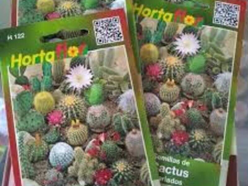 Cactus Variados México