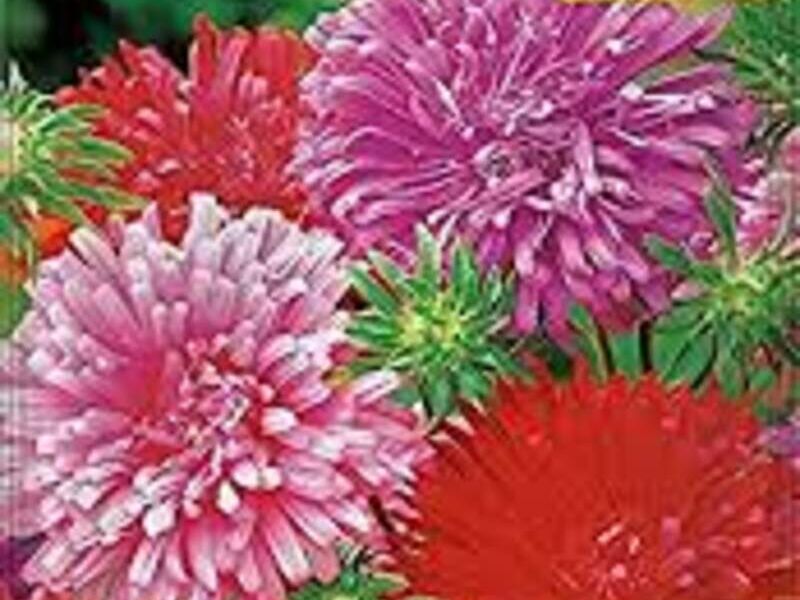 Aster Coronados Reina Margarita México