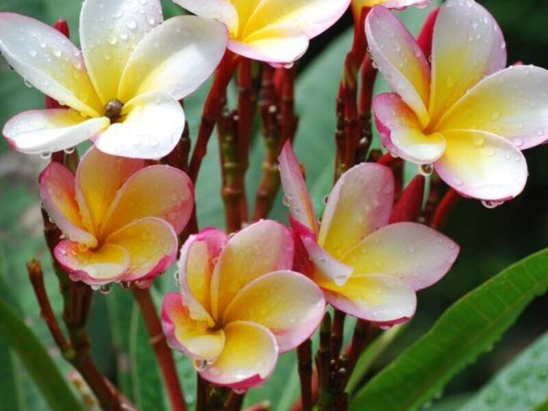 Flor de Mayo México