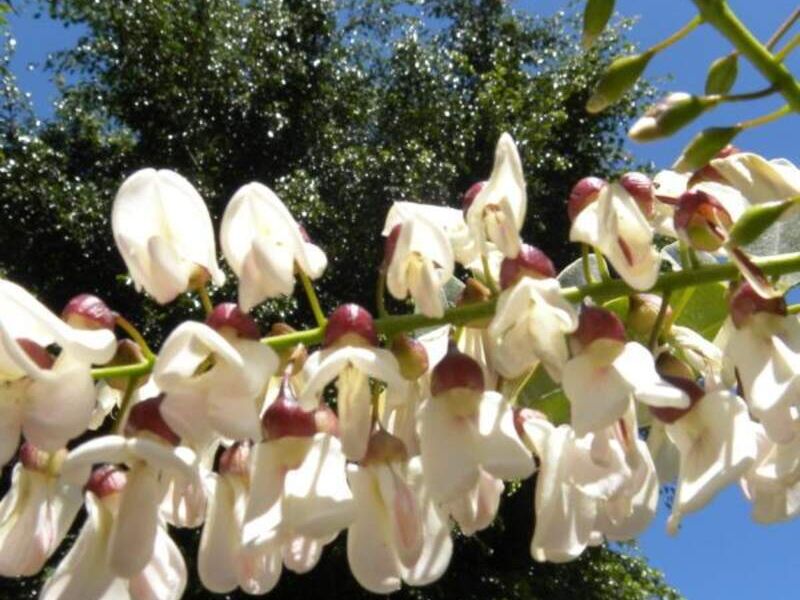 Acacia Blanca México