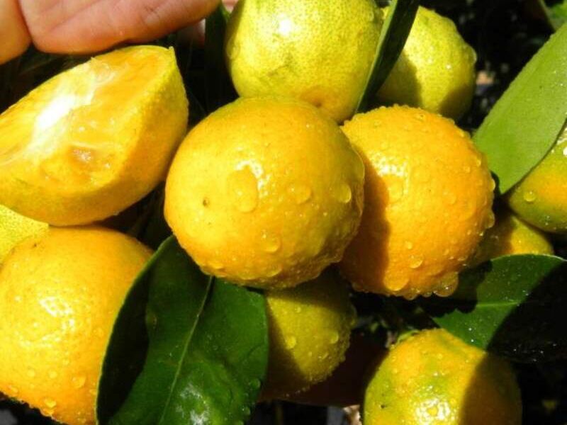 Calamondin Standard México