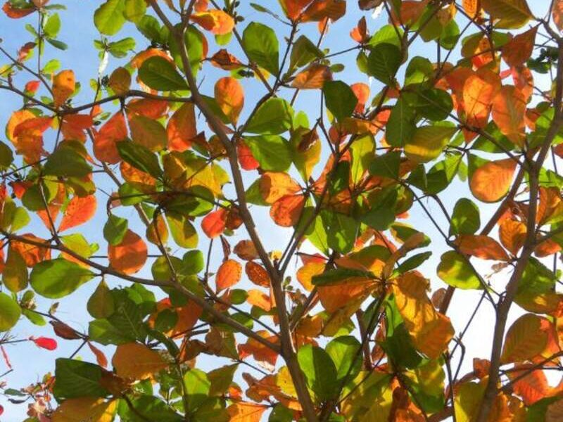 Almendro Tropical México