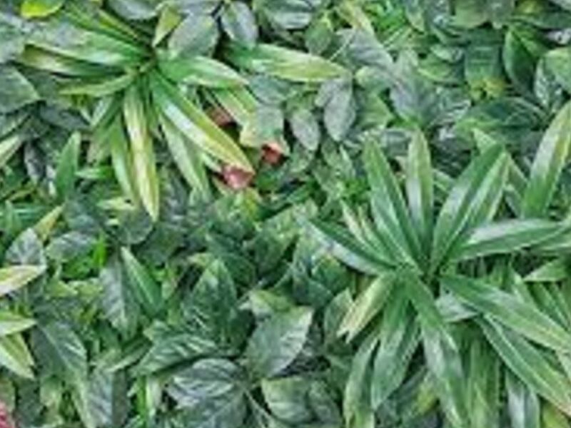 Follaje JADE México