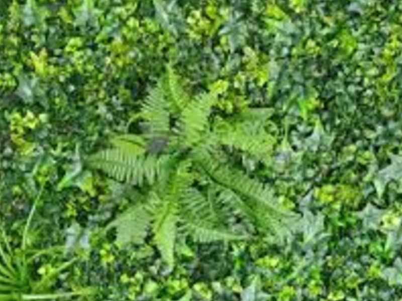 Follaje SELVA México