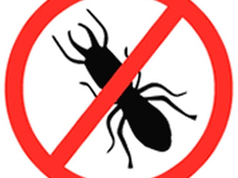 Fumigación Arácnidos Mx