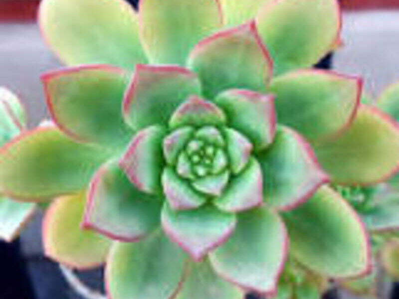 Suculentas Aeonium México