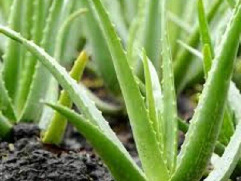 Aloe vera México