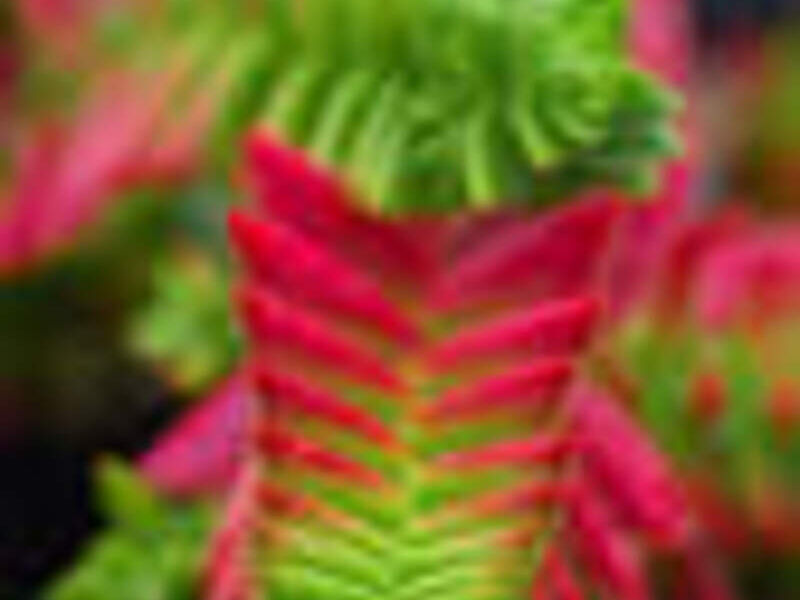 Suculentas Crassula México