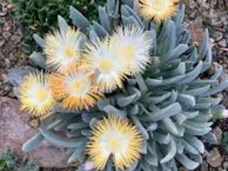 Suculentas Cheiridopsis México