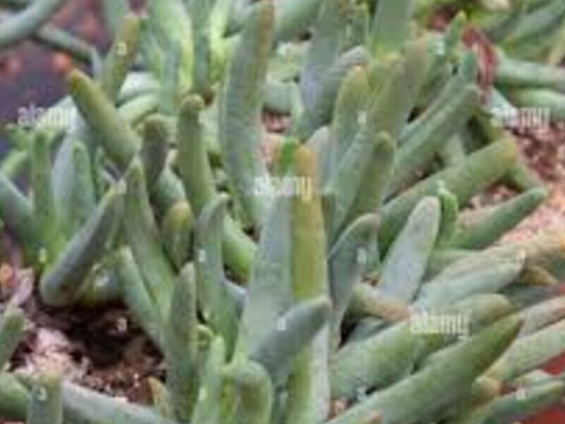 Suculenta Cylindrophyllum México