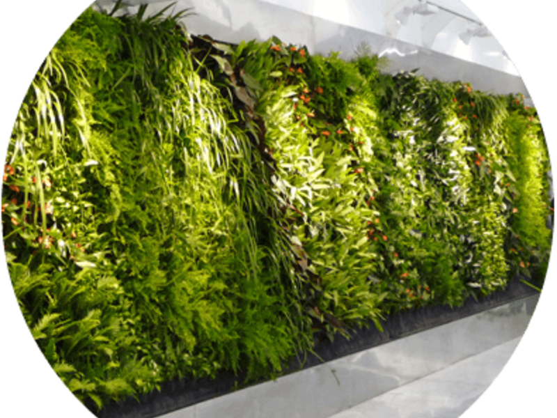 Muros Verdes Naturales México