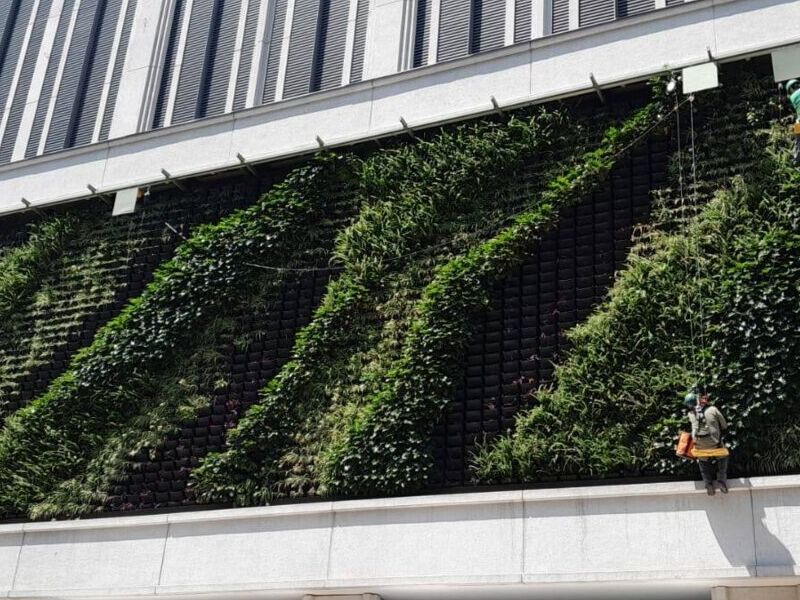 Muro Verde 2 México