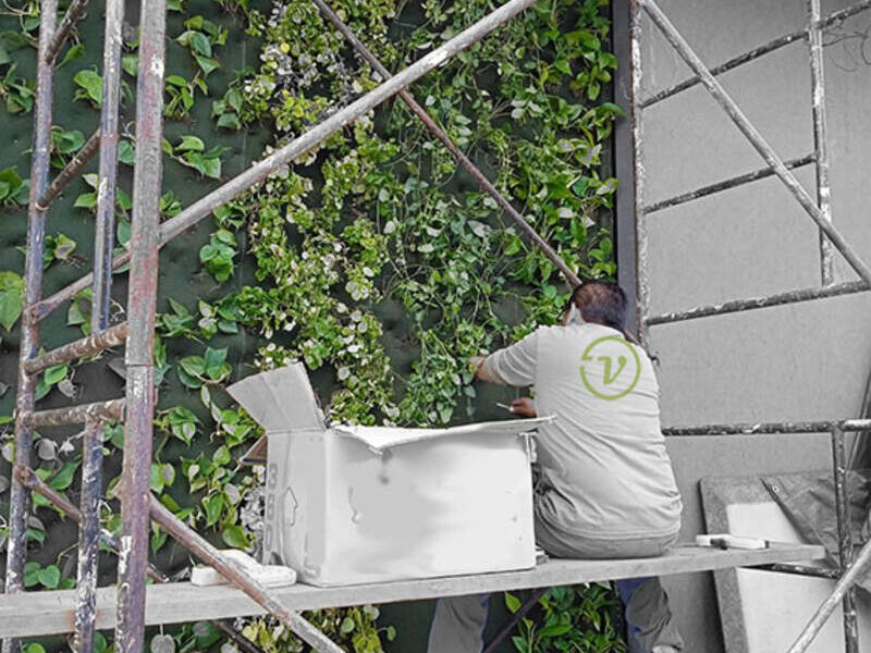 Muro Verde 3 México