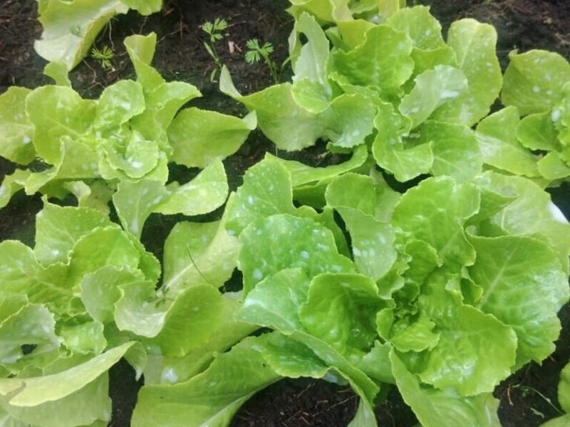Plantulas Lechuga México