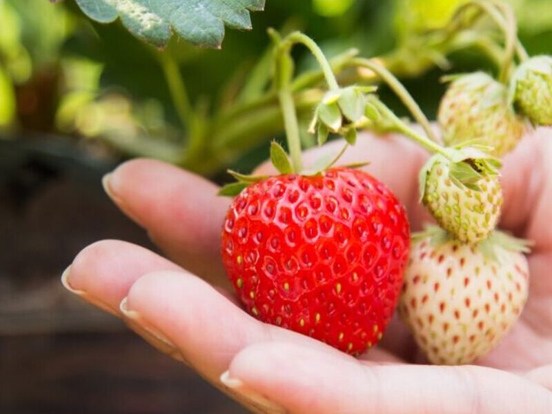 Plantulas Fresas México