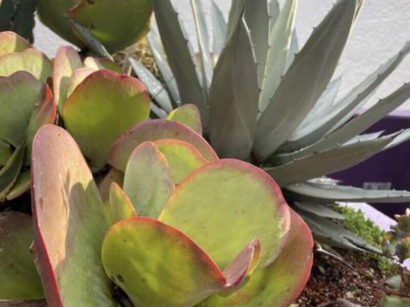 Xerojardineria México