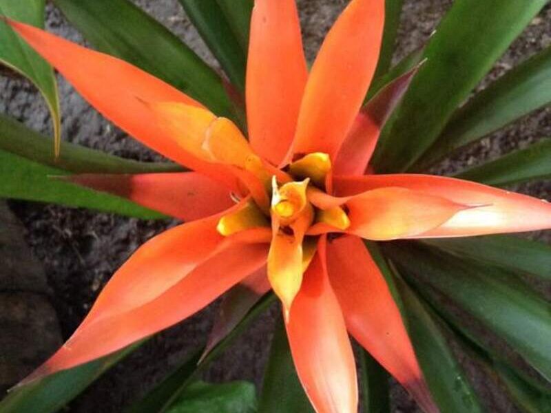 Bromelia México