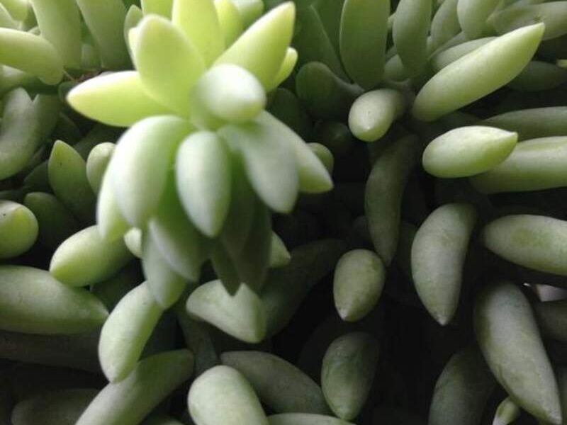 Suculenta "cola de borrego" México