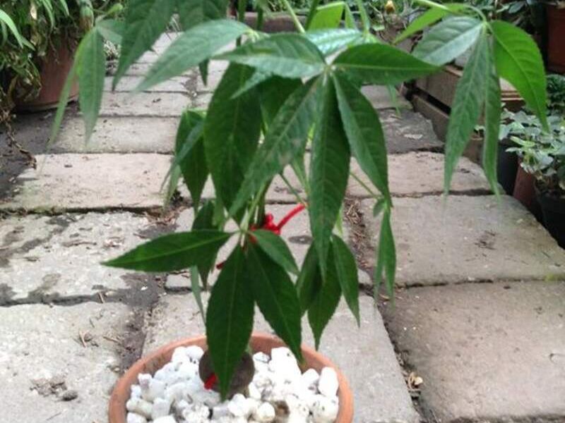 Money tree México