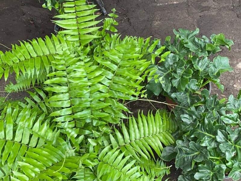 Helecho variegado México