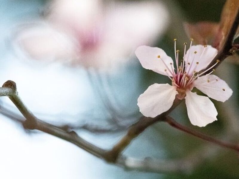 Sakuras México