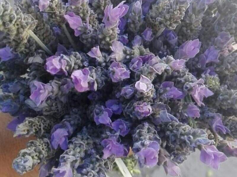 LAVANDA México