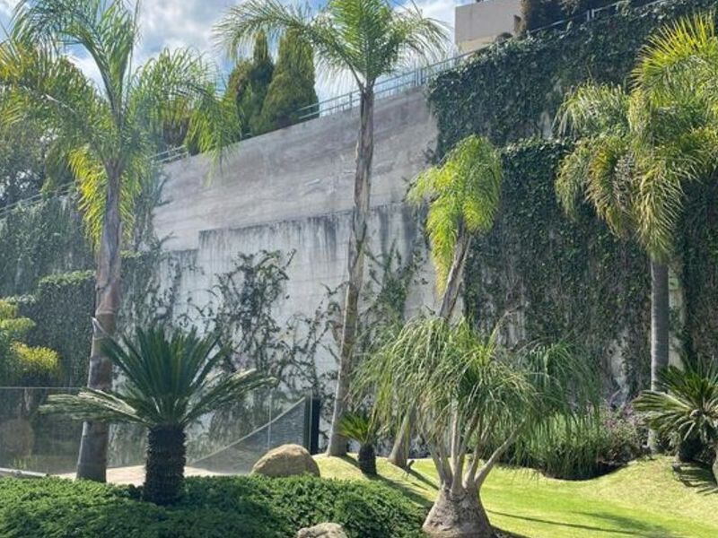Palmas México