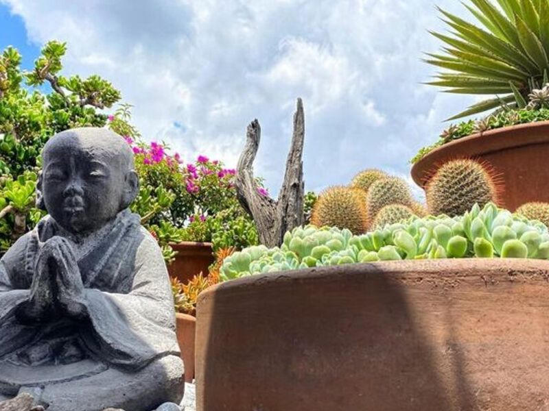 Jardin Suculentas Buda México