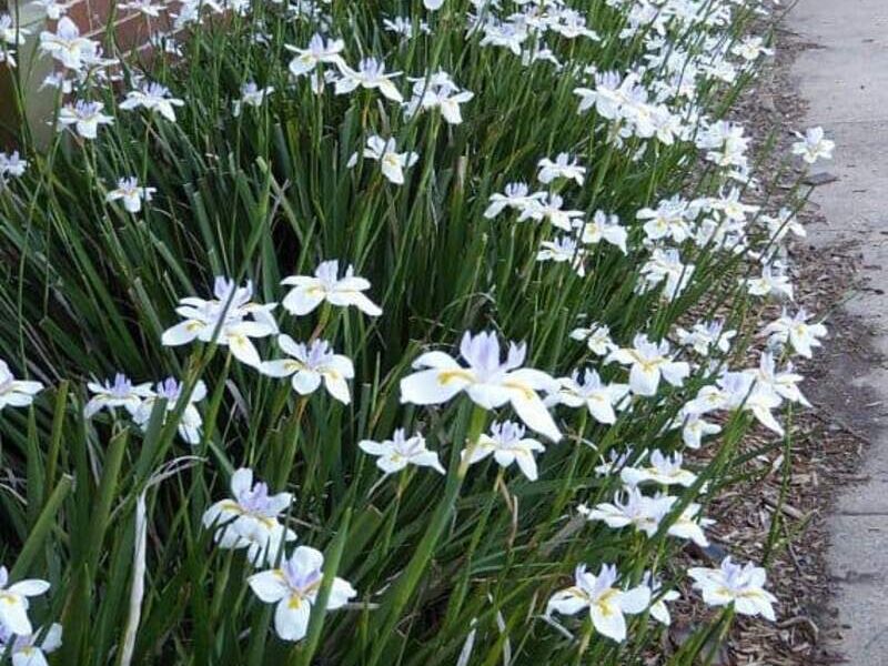 Jardinera Lirio Persa México