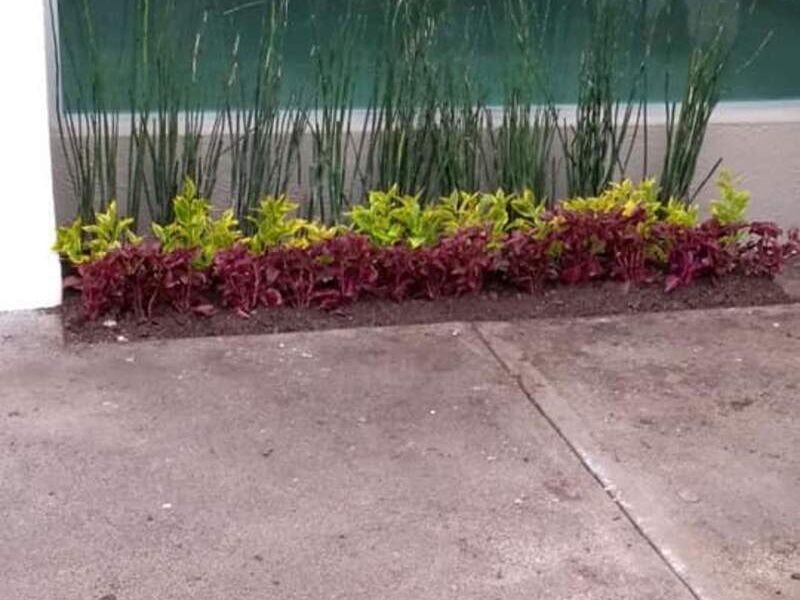 Jardinera Amarantus México