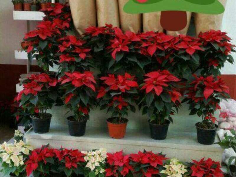 Nochebuena México
