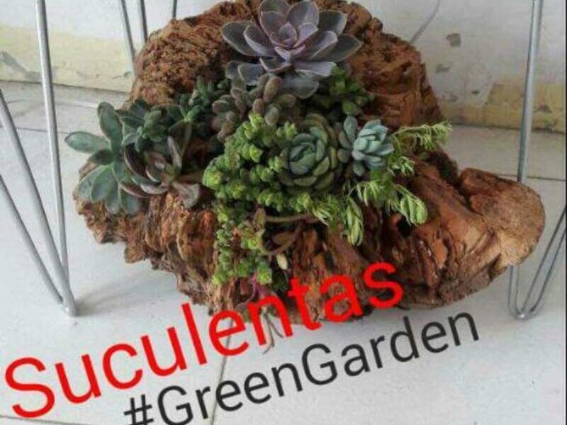 Suculentas México