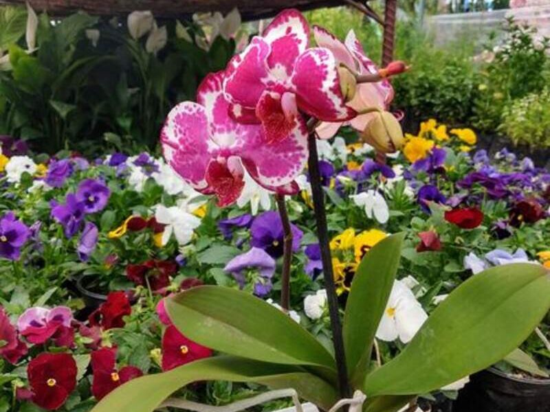 Orquídeas México