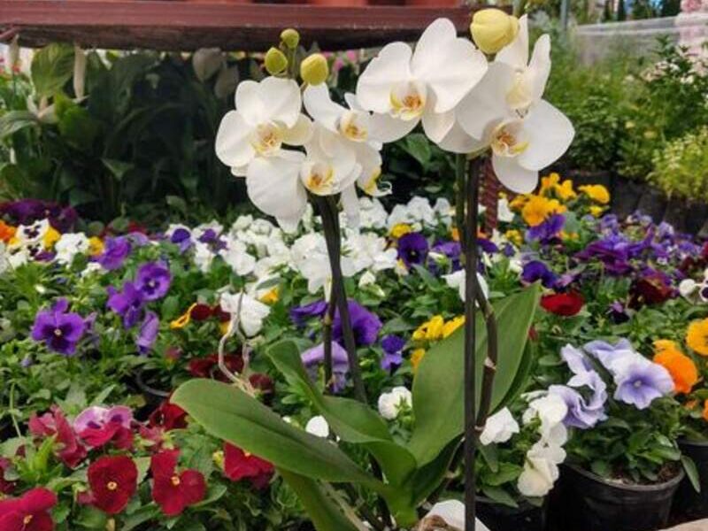 Orquídeas Blanca México