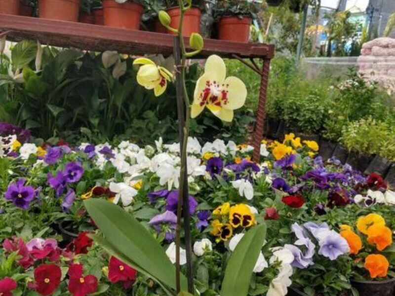 Orquídeas Amarillas México