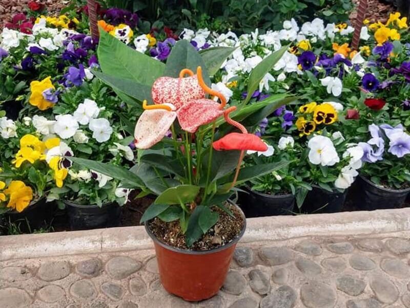 Anthurium andraeanum México