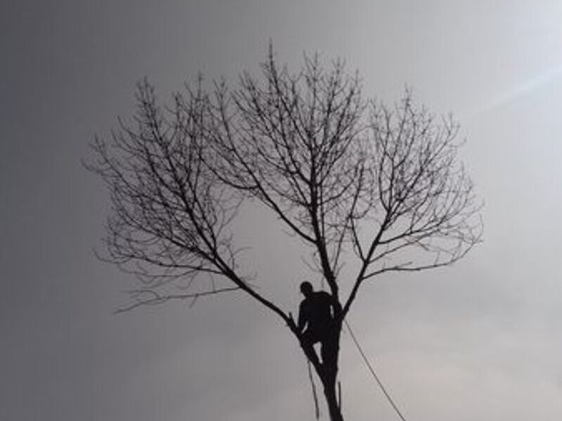 PODA DE ARBOLES México