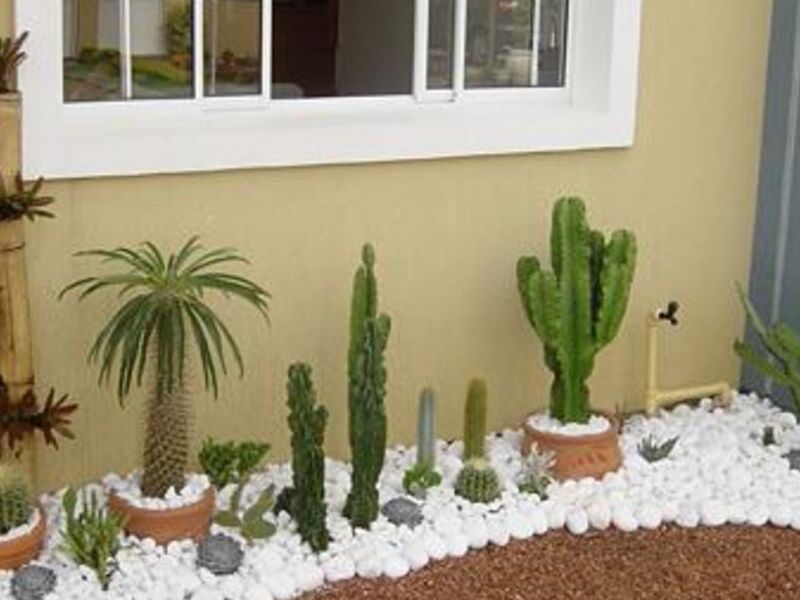 Jardín Cactus México