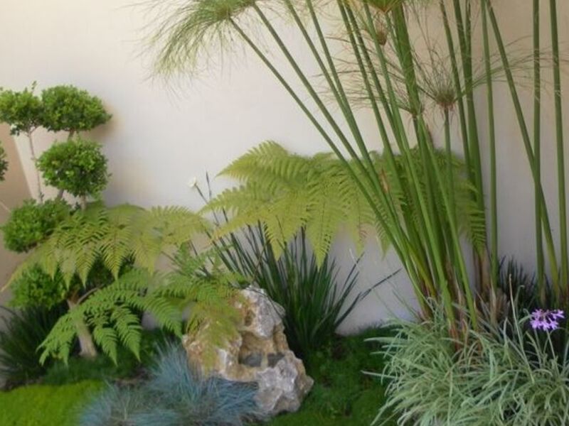 Jardín 5 México