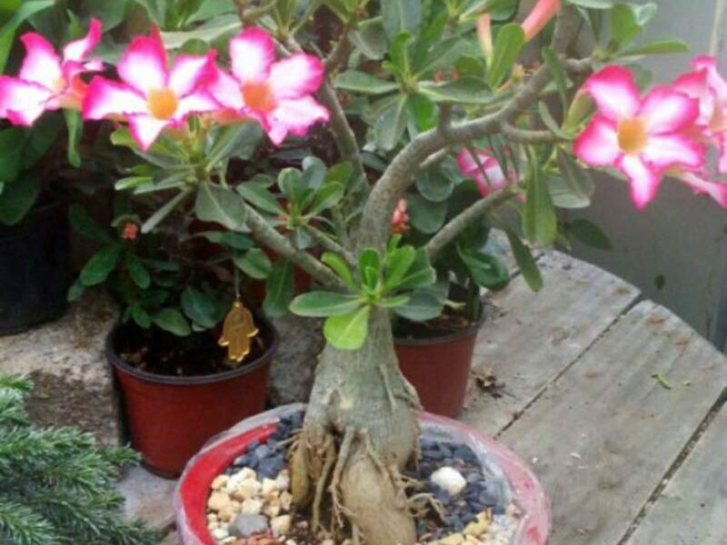 Plantas México