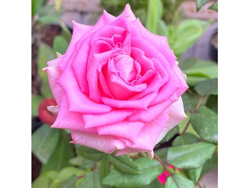 Rosas rosadas México
