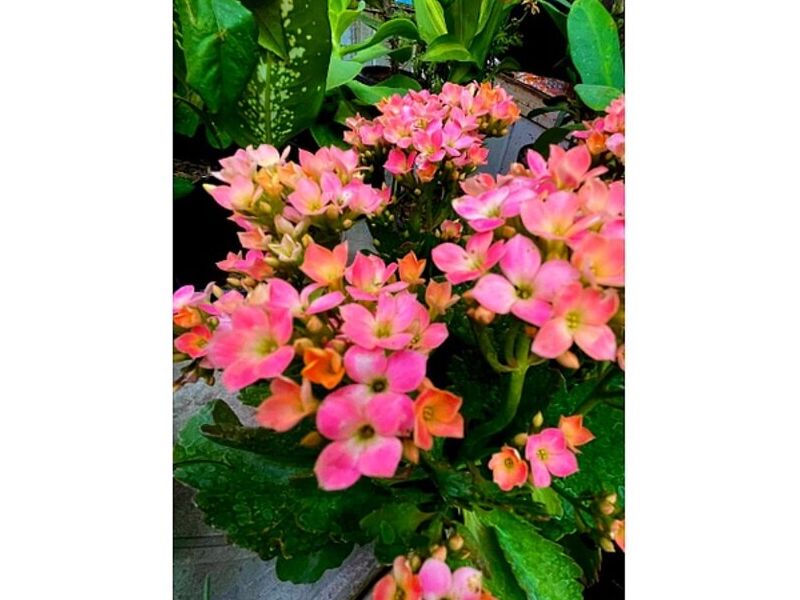 Kalanchoe México