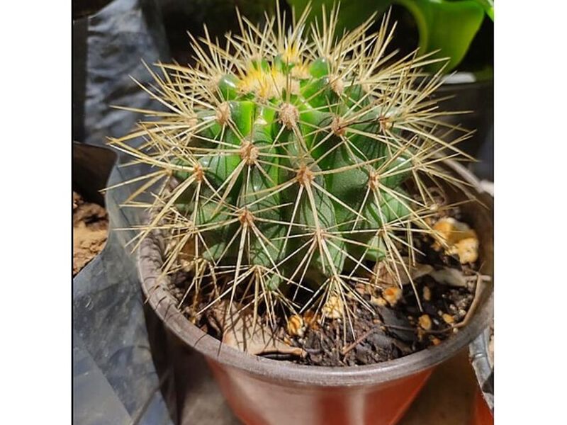 Cactus México