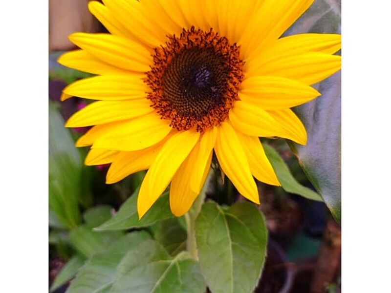 Girasol México