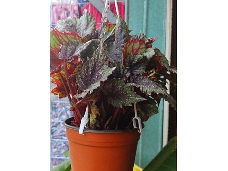 Begonia México