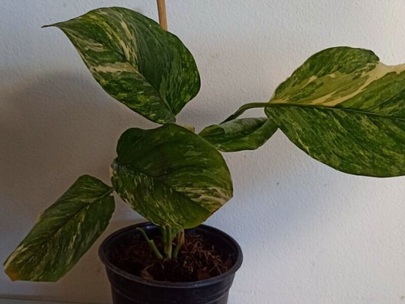 Monstera lechleriana Variegada México
