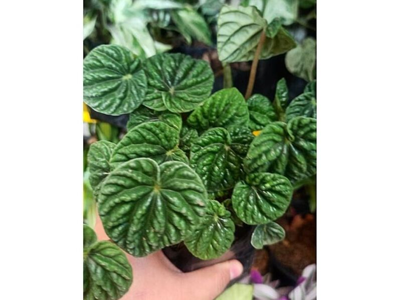 Cascaritas Nuez México