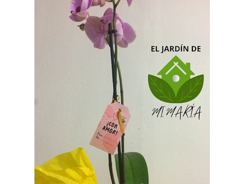 Plantas ornato México