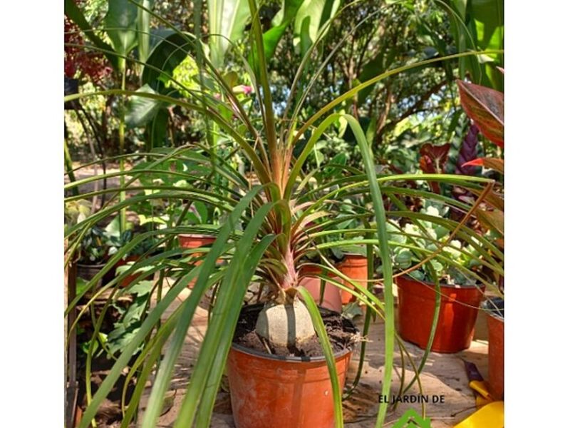 Plantas tropicales México