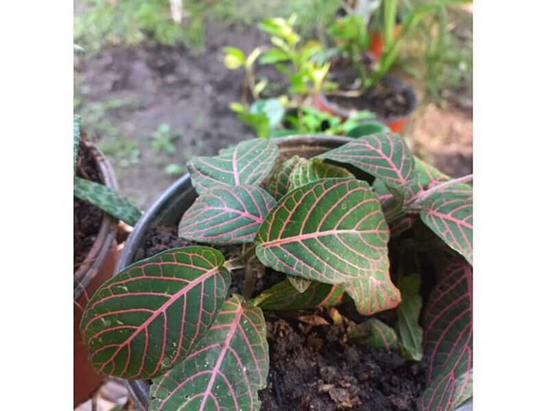 Ficus pandurata México